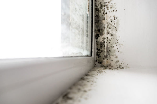 Why you need to use a dehumidifier in cold weather